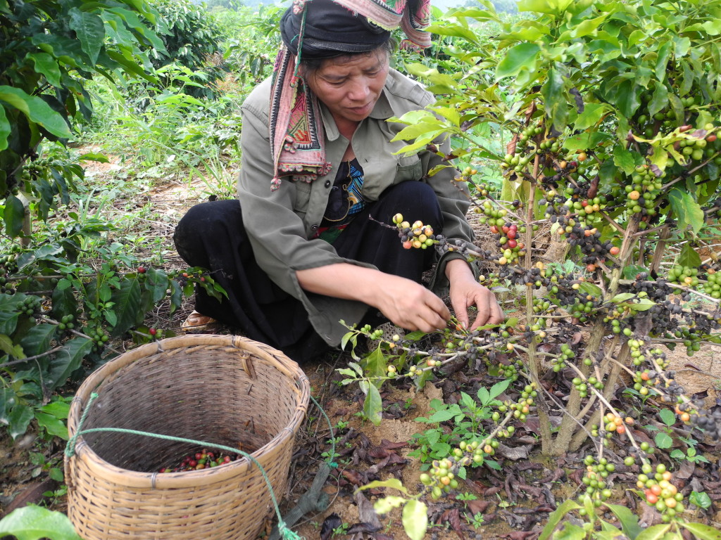 Arafa,Coffe farmer in Son La 2
