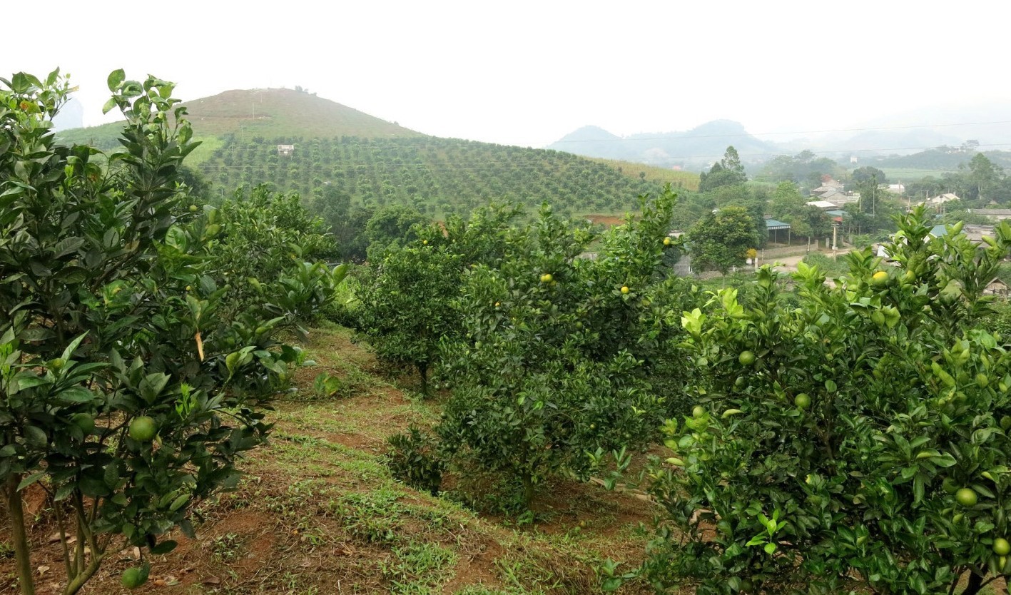Appelsinplantage i Thu Phong- dalen.